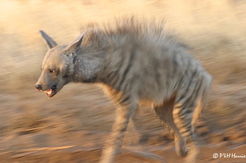 http://zoosafari.files.wordpress.com/2009/07/striped-hyena.jpg