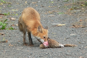 fox eating 4
