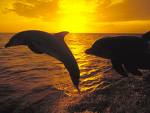 sunset dolphs